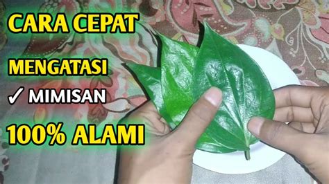 Cara Ampuh Mengatasi Mimisan Secara Alami || Manfaat Daun ...