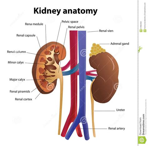 What Is The Structure Of The Kidney