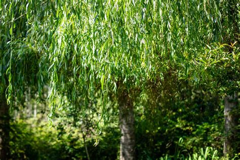 How To Grow And Care For A Weeping Willow Tree