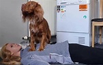 Eine Frau brachte ihrem Hund bei, Menschen mit Herzproblemen zu helfen ...