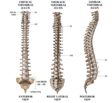 The Number Of Intervertebral Discs In The Human Spine Isa 25b 23c