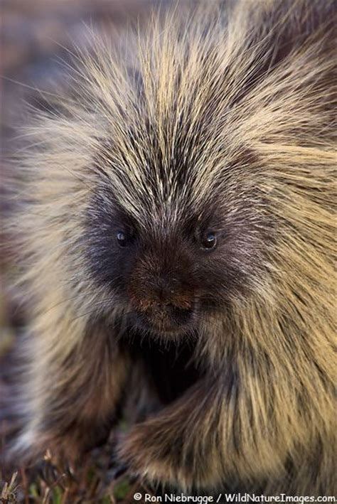8 Best Porcupine Books Images On Pinterest Animal Babies Baby Animals