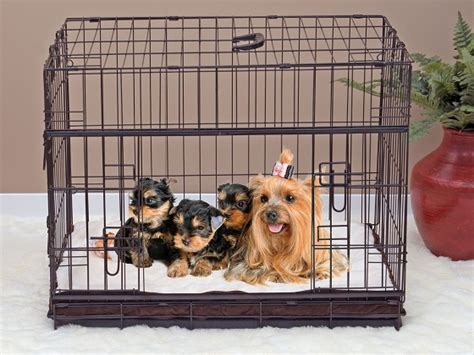 Best 6 Cages Crates For Yorkies Of Any Age 2022 Reviews