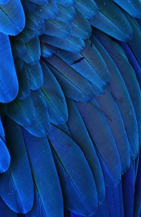 Macro Photograph Of The Feathers Of A Blue And Yellow Macaw Blue