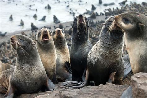 Northern Fur Seals Callorhinus Ursinus Live In The Pacific Ocean From