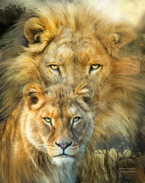 Lion And Lioness Drawing At Getdrawings Free Download