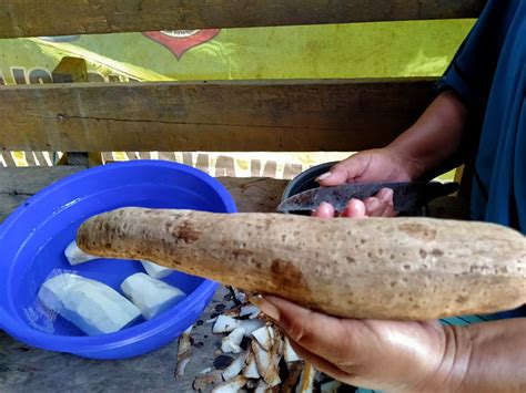 Ubi Banggai Tanaman Pangan Primadona Sulawesi Tengah Id