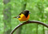 21 Stunning Birds That Are Orange And Black Plumage! | Learn Bird Watching
