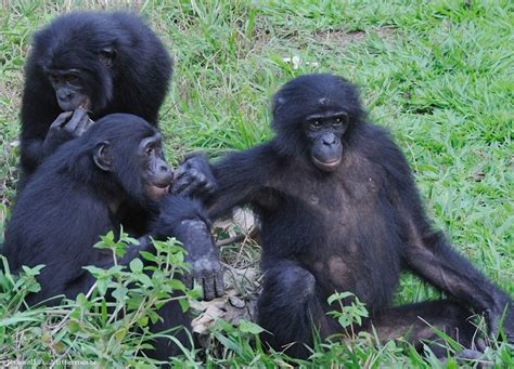 Reports On Save Endangered Bonobos In The Congo Rainforest GlobalGiving