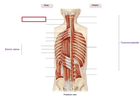 Axial And Appendicular Muscles Flashcards Quizlet