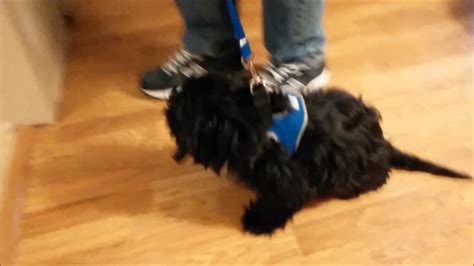 If you're still teaching your puppy to walk on a leash, you can add in some additional routines to their heel work such as heel turnarounds, down. Puppy doesn't like leash — won't walk - YouTube