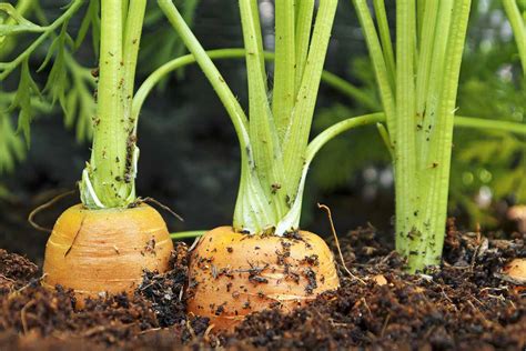 How To Plant And Grow Carrots In The Garden Gardeners Path