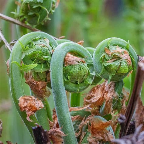 Fiddlehead Ferns Identifying Harvesting And Cooking