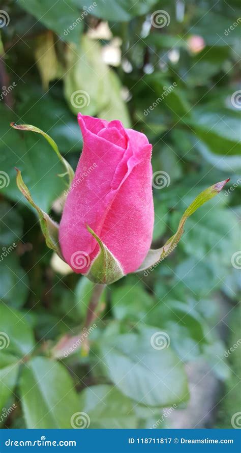 Pink Rosebud Stock Image Image Of Pink Rosebud Summer 118711817