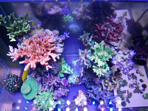 La pestaña del colo colo muestra las estadisticas de los 100 partidos de fútbol coniconos de ganar/empate/perder. CORAL COLOR •Reef Aquarium LED Lighting•Orphek