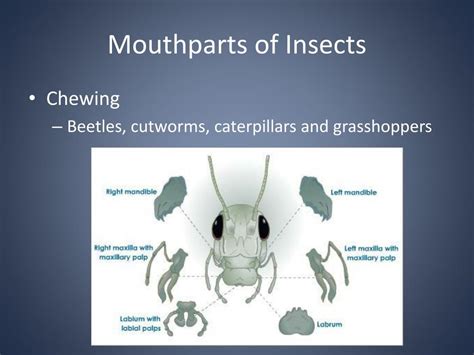 Ppt Insects Powerpoint Presentation Free Download Id2300464