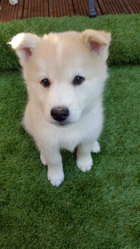 We provide advertising for dog breeders, puppy sellers, and other pet lovers offering dogs and puppies for sale. Pomsky Puppy For Sale | Woking, Surrey | Pets4Homes