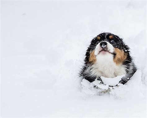 20 Times Animals Experienced Snow For The First Time And