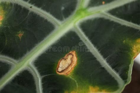 Home Plant With Leaf Blight Disease Stock Image Image Of Detail