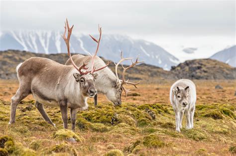 250000 Reindeer In Siberia Are Being Killed To Make Room For Drilling