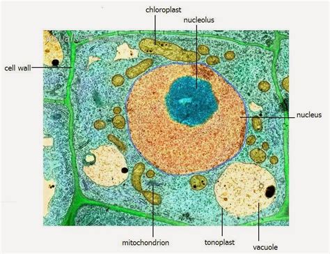 Plant Cell Diagram Electron Microscope Structure Functions And Diagram