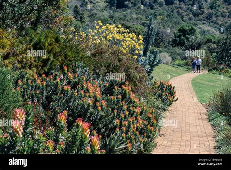 Couple Walking In Kirstenbosch Botanical Gardens Enjoying The Scenery