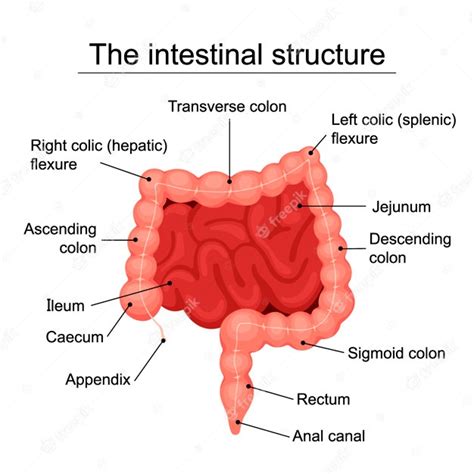 Diagram Of Intestines Human