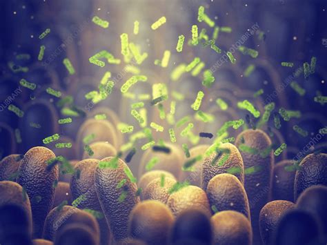 Gut Flora Illustration Stock Image F0254693 Science Photo Library