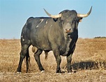 Pin by JOSE casillas on Los Toros | Animals, Animals wild, Bull