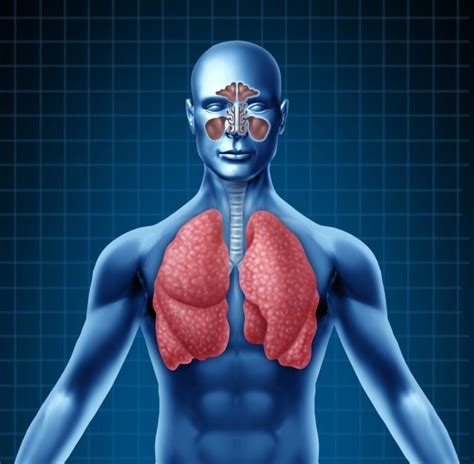 Pulmones Características Concepto Y Función