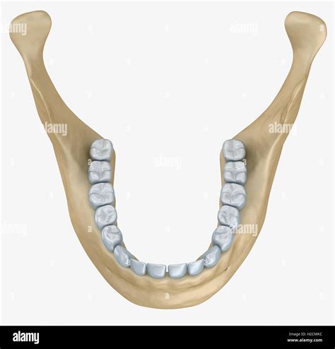 Lower Jaw Bone Anatomy
