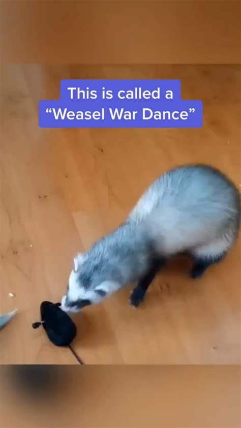 Lokis Famous Weasel War Dance Video In 2021 Cute Wild Animals