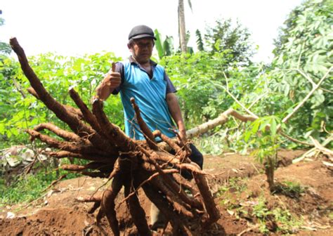 Kiat Sukses Budidaya Singkong Hasilkan Umbi 150 Kg Per Batang Agrozine