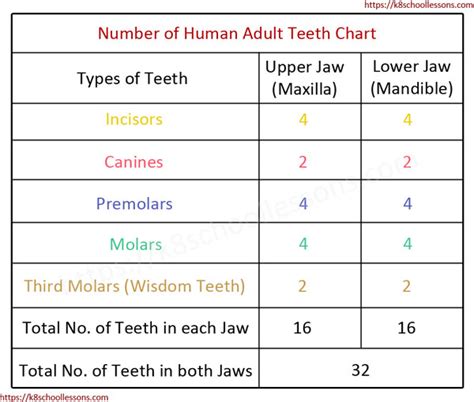 Types Of Teeth Au Au