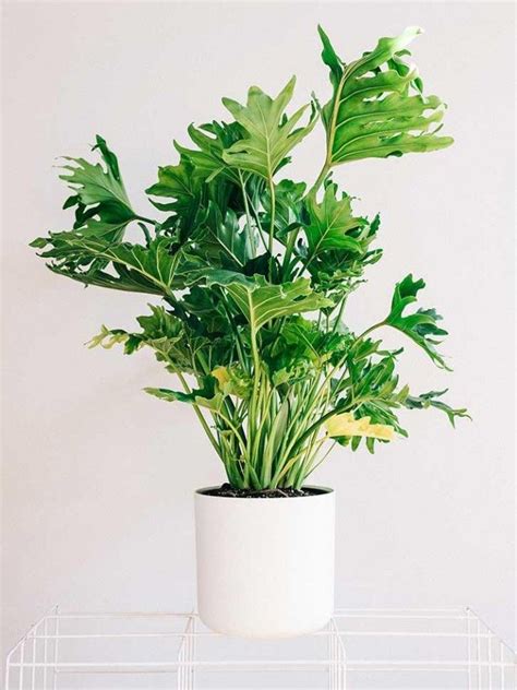 31 Best Large Indoor Plants For Home And Offices Big Leaf Indoor Plant