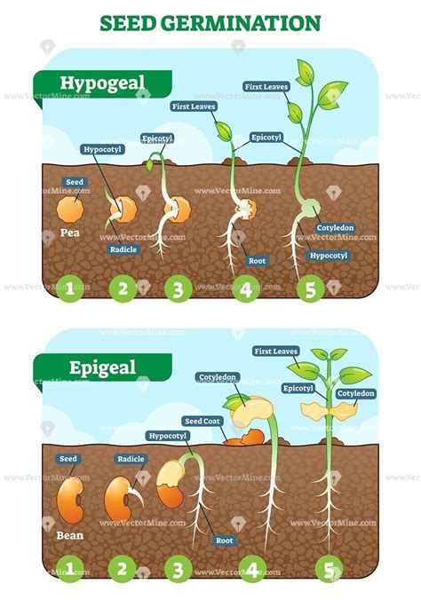 Seed Germination Cross Section Vector Illustration In Stages Hypogeal