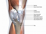 Muscles In The Knee - JOI Jacksonville Orthopaedic Institute