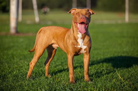 I would highly recommend epit to others. Characteristic Features of Red Nose Pit Bulls You Should Know - DogAppy