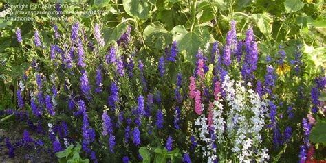 Plantfiles Pictures Consolida Rocket Larkspur Giant Imperial Mix