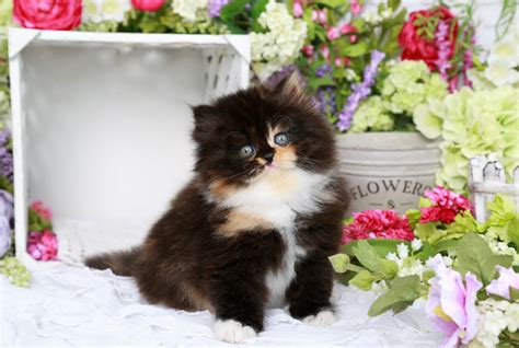 Calico Kittenspre Loved Persian Kittens For Sale 660 292 2222