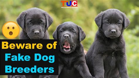 Beware Of Fake Dog Breeders The Ultimate Channel Youtube