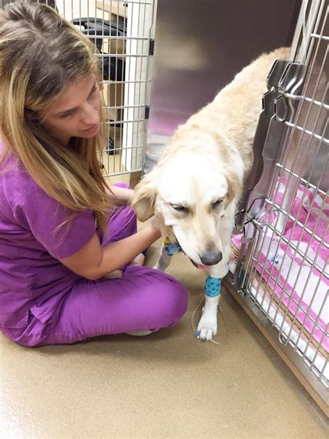 Alicia pet care center is orange county's leading veterinary hospital committed to compassionate and quality care. Episode 001: Meet the Doctors — Pet Talk Podcast by Alicia ...