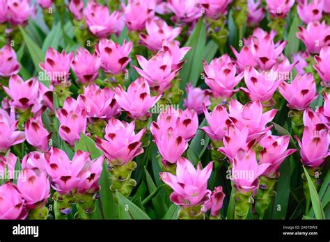 Pink Curcuma Alismatifolia Or Siam Tulip Stock Photo Alamy