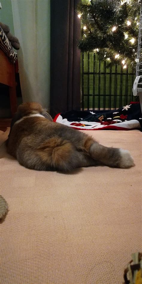 In Honor Of Bunny Butt Friday Rabbits