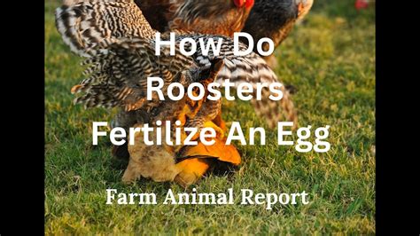 How Do Roosters Fertilize An Egg Youtube