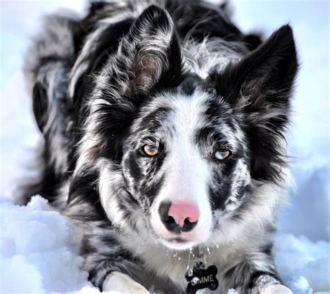 My Beautiful Blue Merle Border Collie Gimme Collie Dog Herding