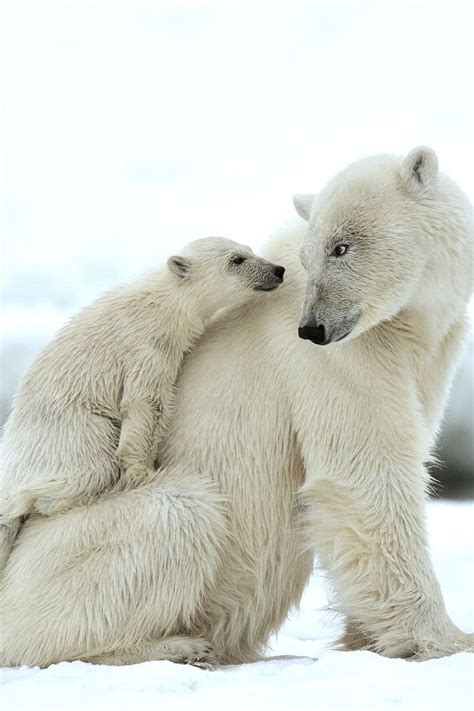 58 Best Polar Bears Images On Pinterest Polar Bears Bear Paws And