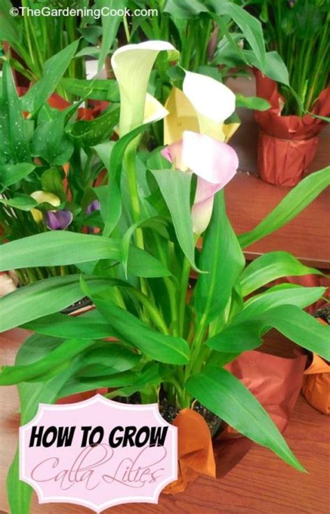 Growing Calla Lilies How To Grow And Propagate Zantedeschia Sp