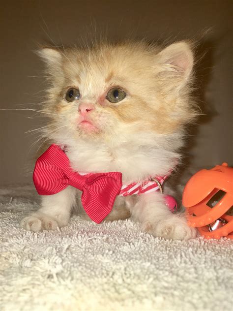 Get a ragdoll, bengal, siamese and more on kijiji, canada's #1 local classifieds. Persian Cats For Sale | Atlanta, GA #252360 | Petzlover