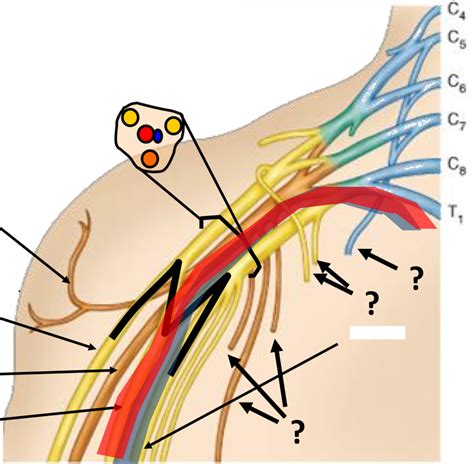 Brachial Plexus Pt 3 Diagram Quizlet